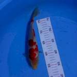 Kohaku 25cm