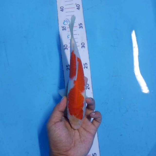 Kohaku 23cm