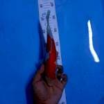 Kohaku 23cm