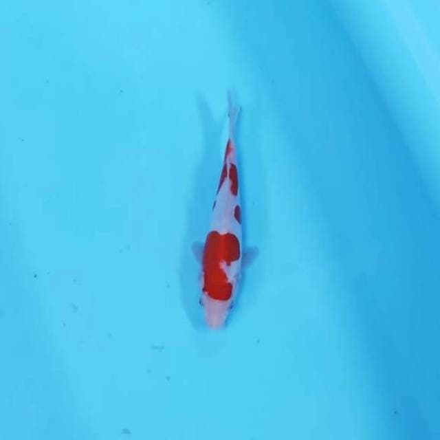 CEPLOK