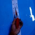 Kohaku 21cm