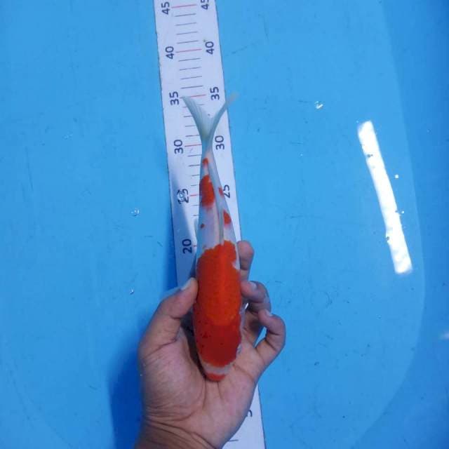 Kohaku 22 cm