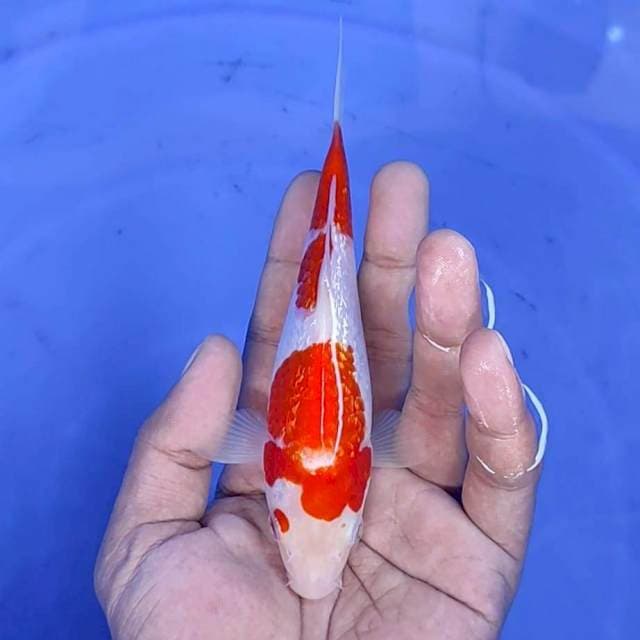 kuhaku gindrin / 15 cm