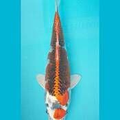 KUJAKU 26CM