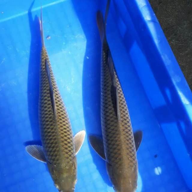 Duo Chagoi