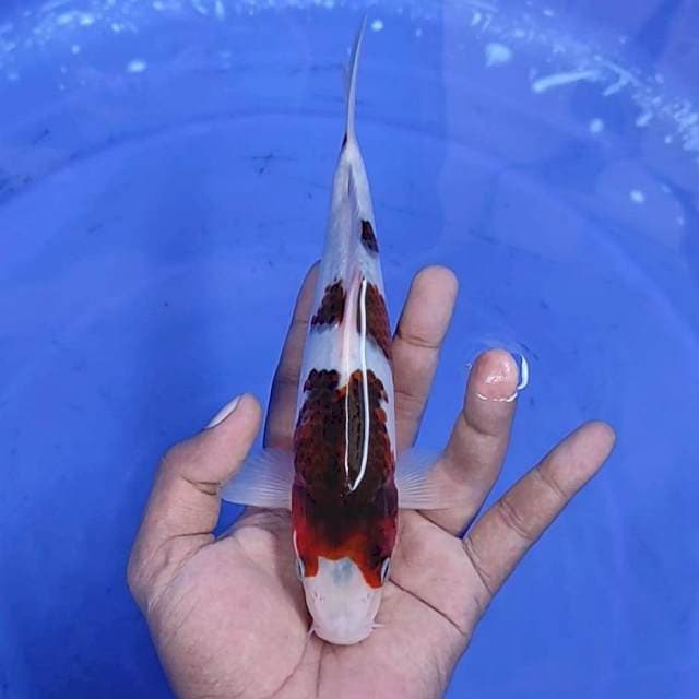 goromo / 21 cm 