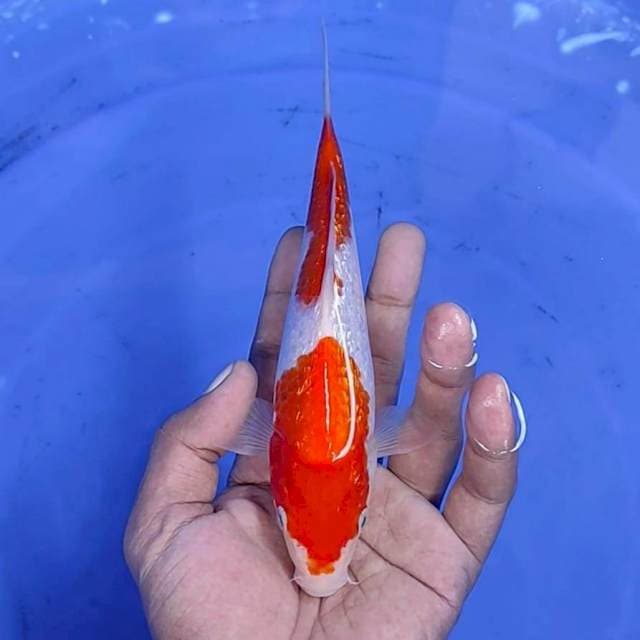 kuhaku / 19 cm 