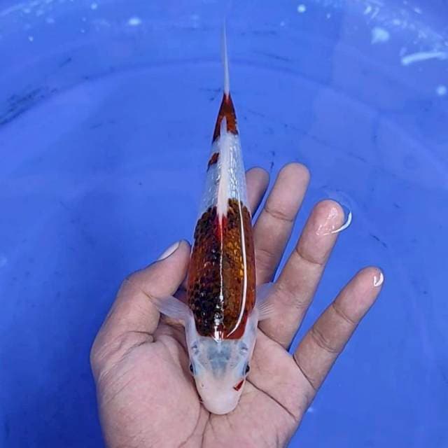 goromo / 19 cm 