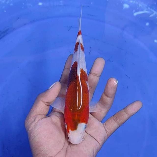 goromo / 21 cm 