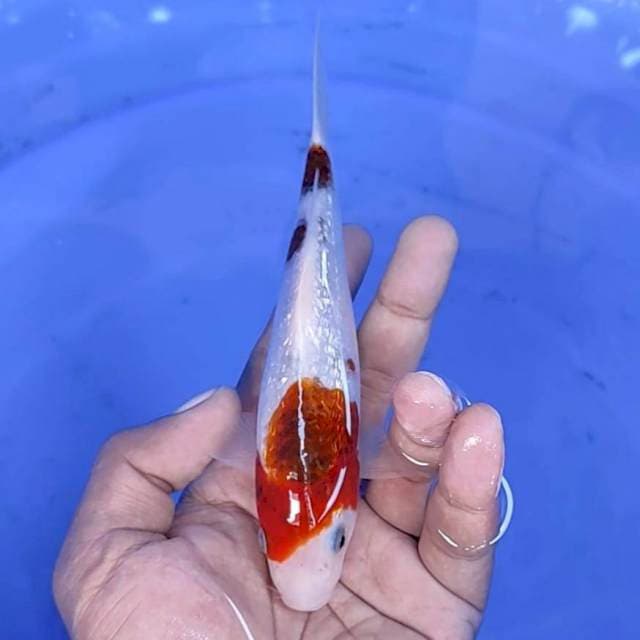 goromo / 16 cm 