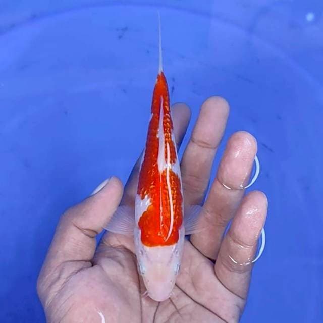 kuhaku / 15 cm