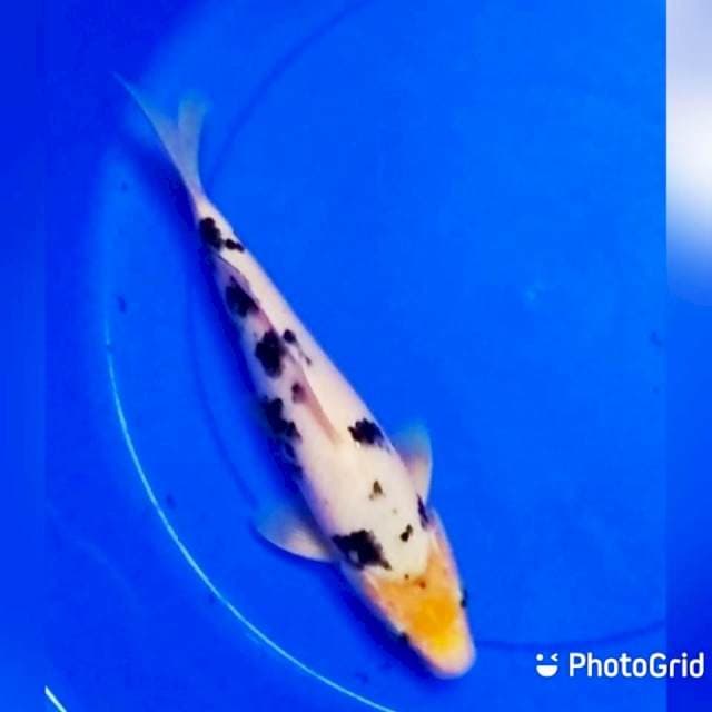 Bekko 28cm