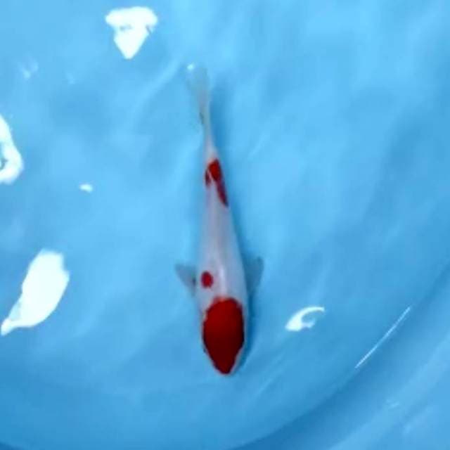 Kohaku Ceplok
