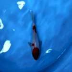 Kohaku Ceplok
