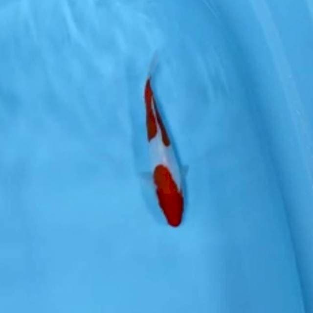 Kohaku Step 2