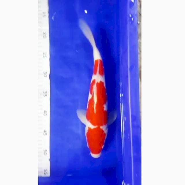 Kohaku
