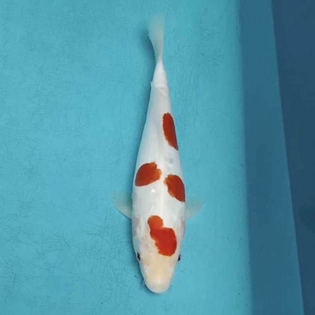 Red Kohaku doitsu 19cm