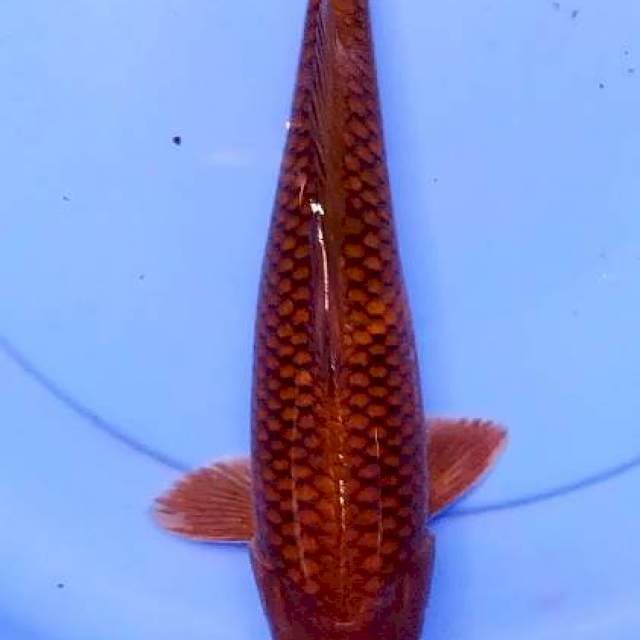 Cagoi tmbaga 30 cm