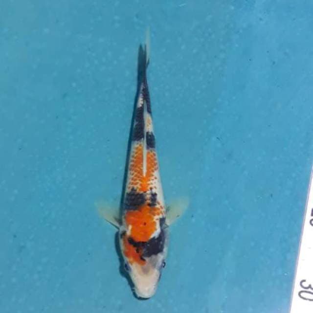 A 04# Showa Kanoko 25cm