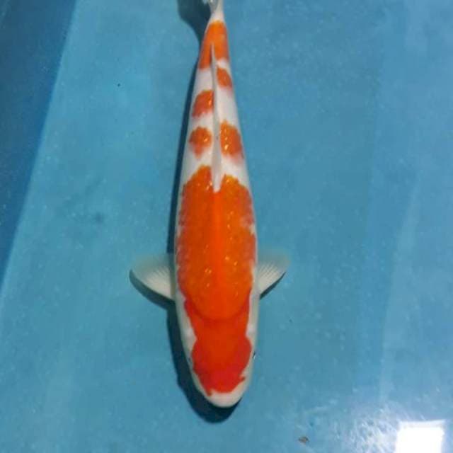 Kohaku F1 original punuk 36cm