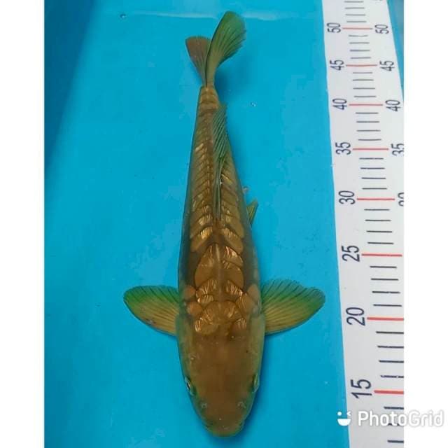 Antik naga ginrin 34cm
