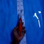 Kohaku 22cm