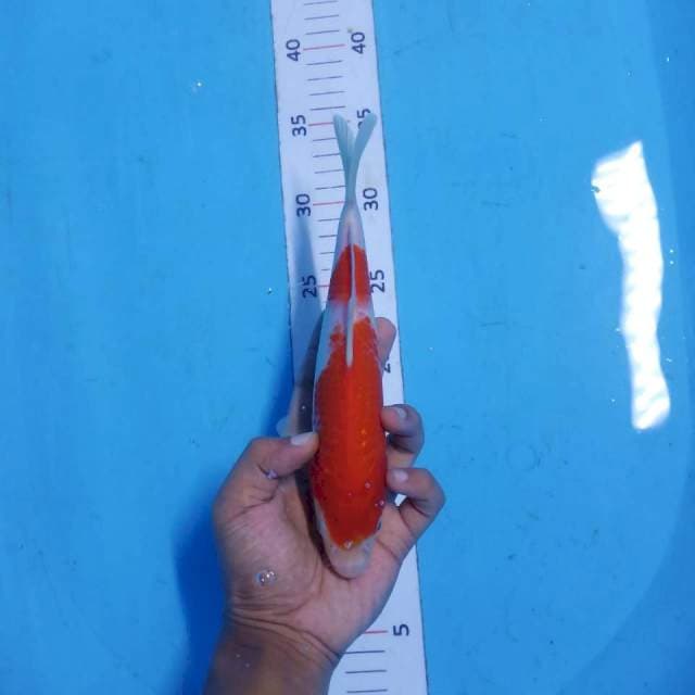 Kohaku 23cm