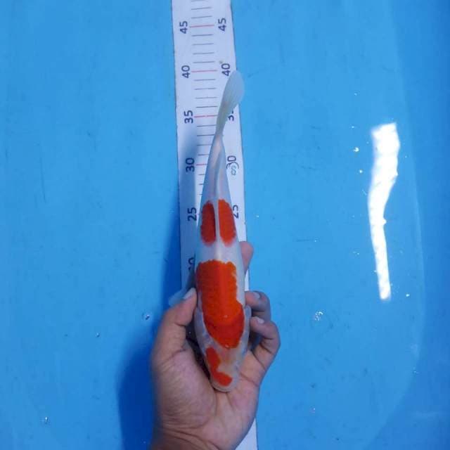 Kohaku 25cm