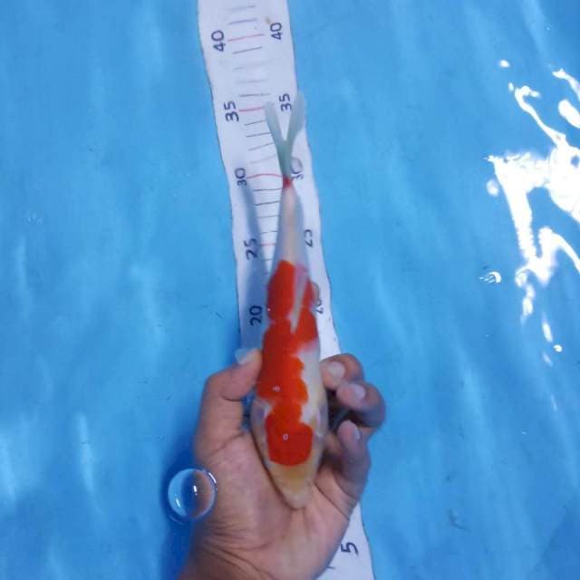 Kohaku 23cm