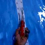Kohaku 23cm