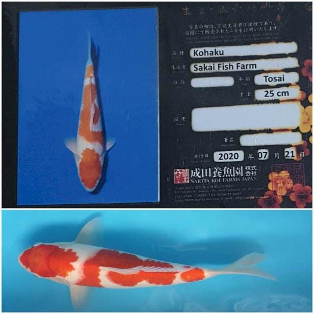 Kohaku import 34Cm