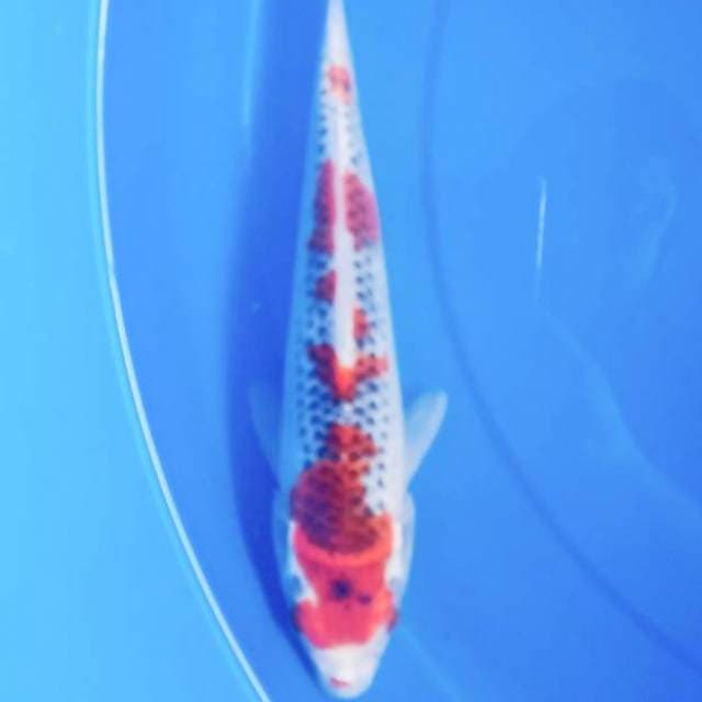 Ghosiki maruten