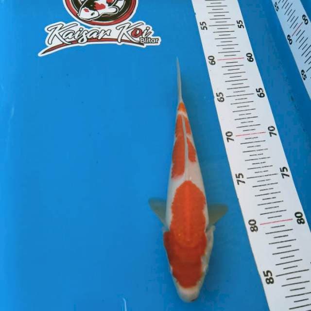 KAISAR_KOHAKU_25CM