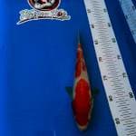 KAISAR_KOHAKU_25CM