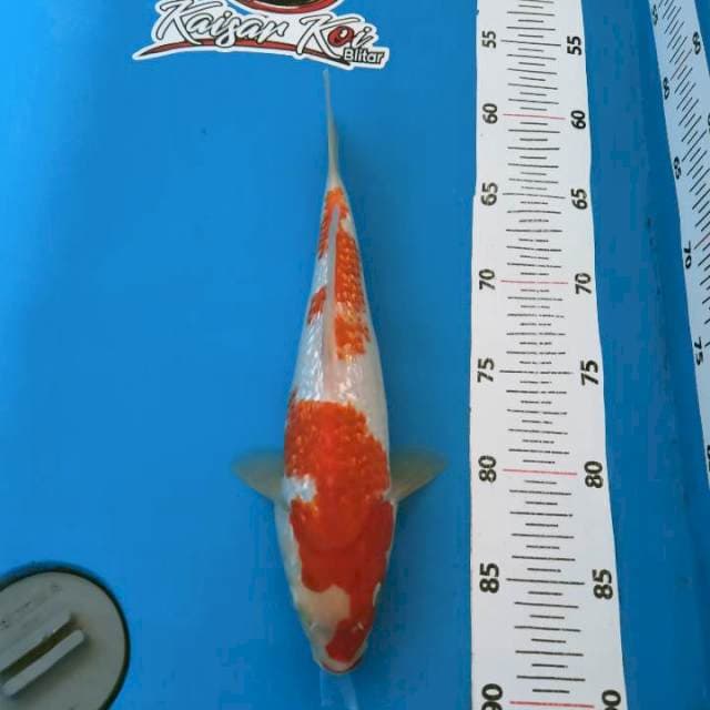 KAISAR_KOHAKU GINRIN_28CM