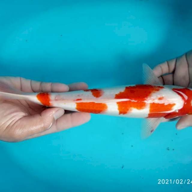 Kohaku 33 cm