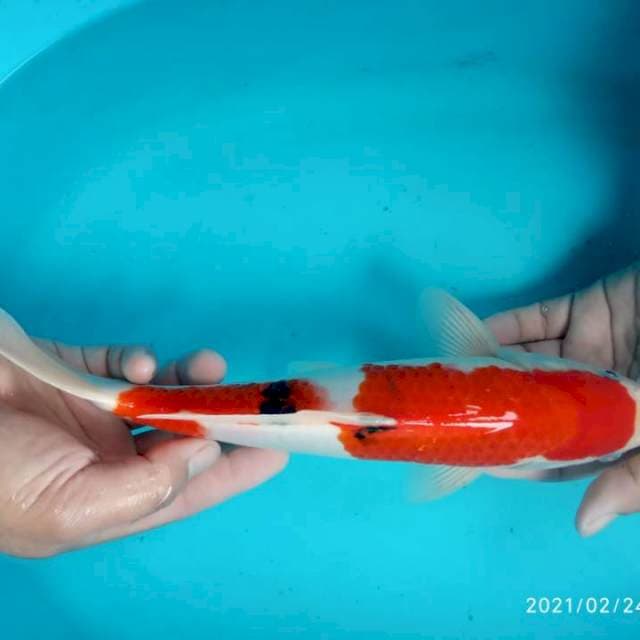 Nindan Sanke jantan 33 cm