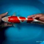 Kohaku jantan 35 cm up