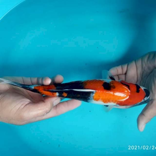 Showa 30 cm