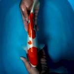 Kohaku 34 cm