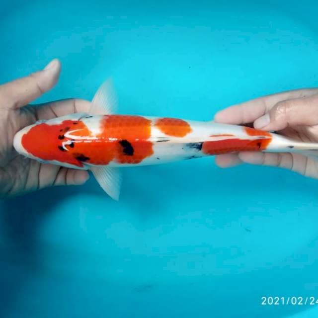 Sanke 35 cm