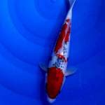 Goshiki 32cm