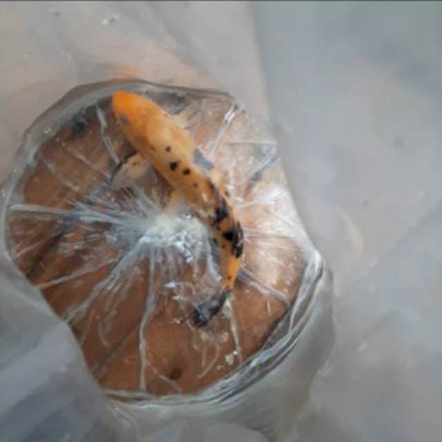 Aka bekko 28cm