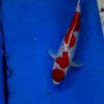 Maruten goshiki 35cm