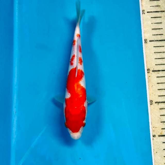 Kohaku, 20 cm