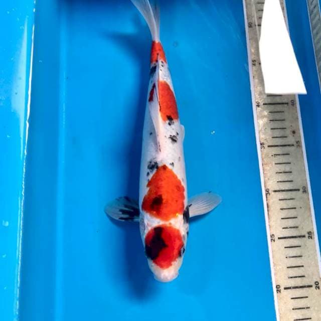 Maruten Showa, male 31 cm