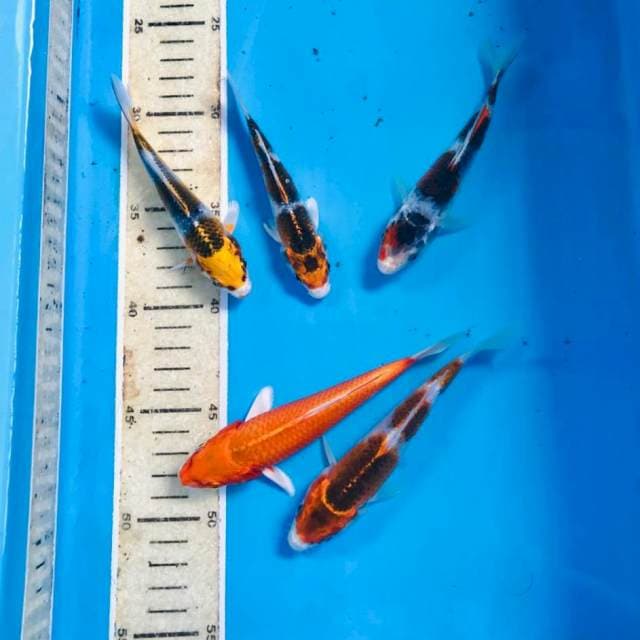 Mix kujaku, 12-15 cm