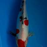 Sanke doit 37 cm