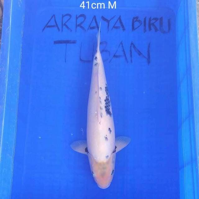 SHIRO BULKY BERSIH 41cm