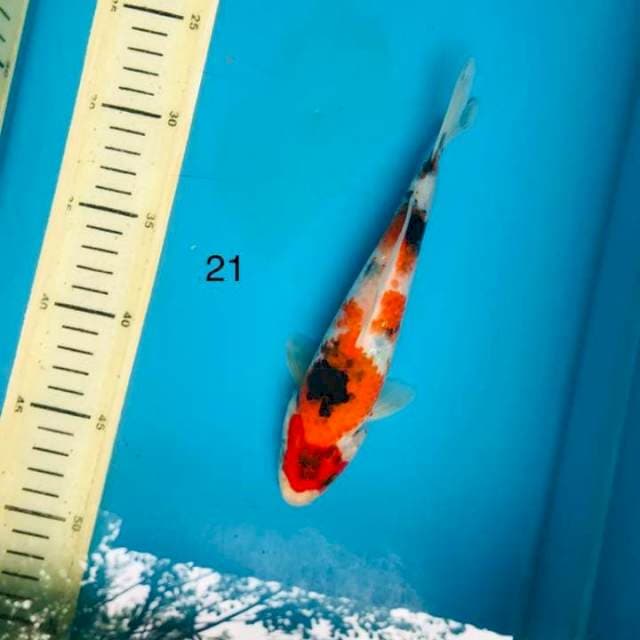 Showa ,21cm